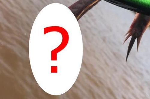 Đang câu cá, người đàn ông hoang mang khi kéo lên một 'con rồng' không mắt