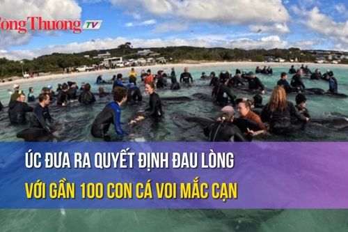 Úc đưa ra quyết định đau lòng với gần 100 con cá voi mắc cạn