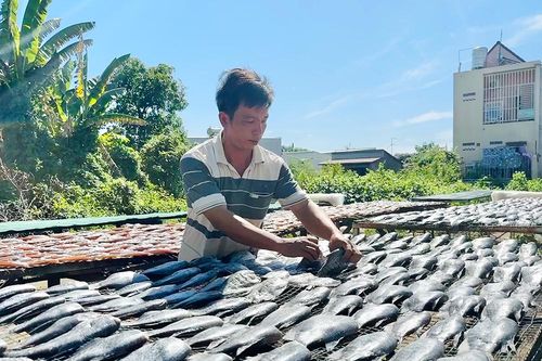 Nghề làm khô cá sặc bổi vùng biên giới