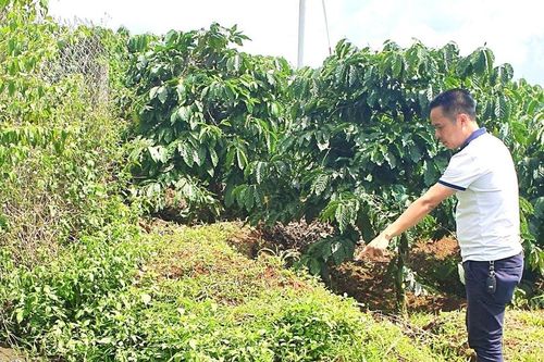 Ia Grai: Cơ sở chăn nuôi heo hoạt động không phép gây ô nhiễm