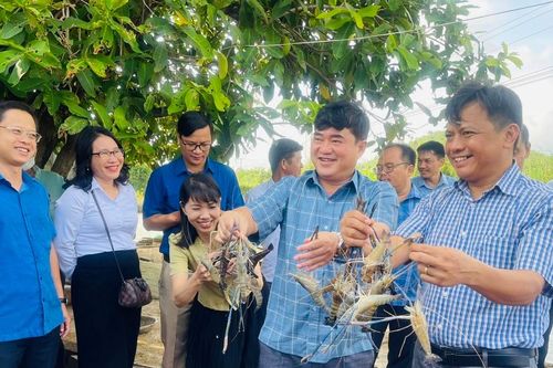 Phú Thiện: Mô hình nuôi tôm càng xanh lời hơn 31 triệu đồng/1.000 m2 diện tích mặt nước