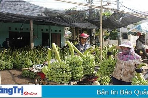 Hướng Hóa tạo thêm sức cạnh tranh cho cây trồng chủ lực