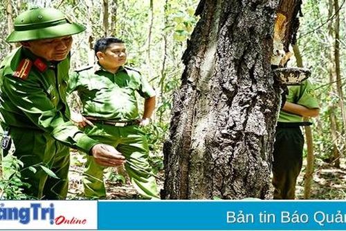 Cần ngăn chặn tình trạng đầu độc cây thông diễn ra ở nhiều nơi