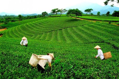 Nông nghiệp Thái Nguyên ghi nhận nhiều điểm sáng trong bức tranh 6 tháng