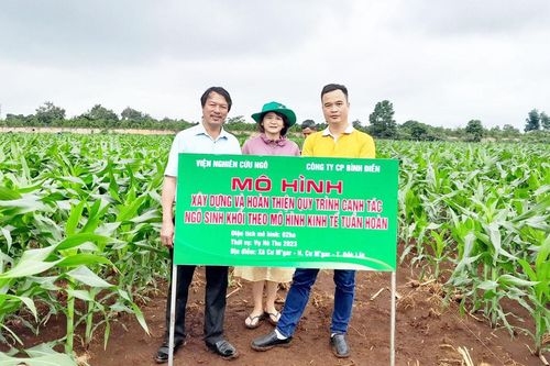 Phân bón Bình Điền phối hợp triển khai canh tác ngô sinh khối theo kinh tế tuần hoàn