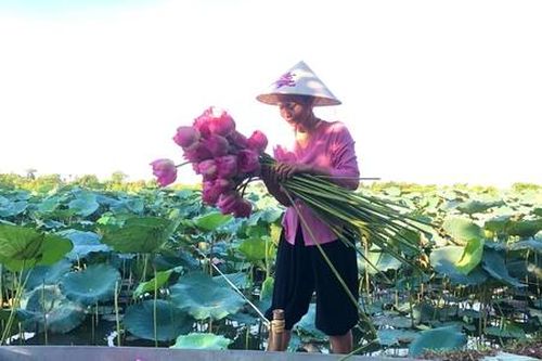 Thổi hồn cho chuỗi sen Thủ đô