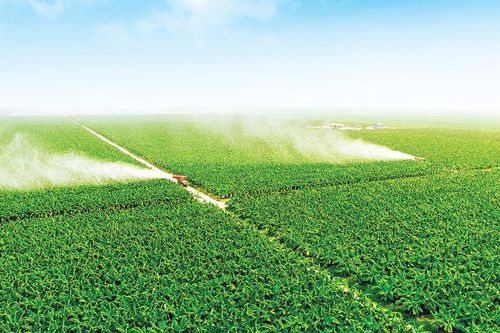 Quý thứ 5 liên tiếp HAGL Agrico kinh doanh dưới giá vốn