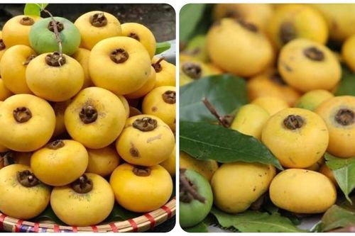 Quả thị có ăn được không?