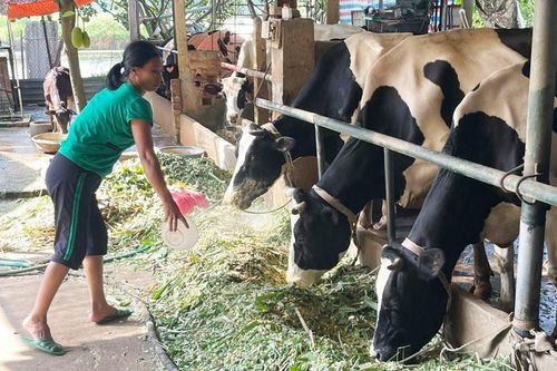 Gia Lâm chú trọng phòng dịch cho đàn gia súc, gia cầm