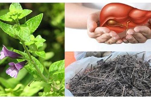 Nhân trần hỗ trợ trị viêm gan cấp và mạn tính