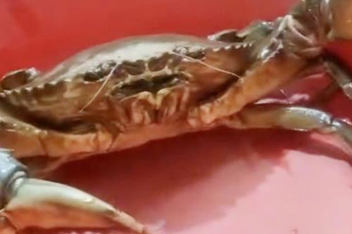 Nông dân ở Sóc Trăng bắt được cua 'khủng', nặng gần 2kg