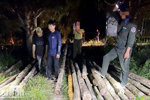 Kiên Giang: Tạm giữ 4 đối tượng khai thác gỗ nằm trong Sách đỏ