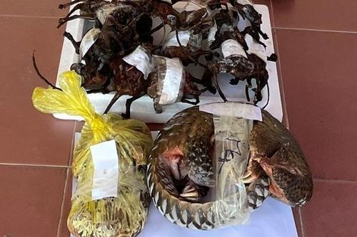 'Ôm' hàng… sóc, tê tê