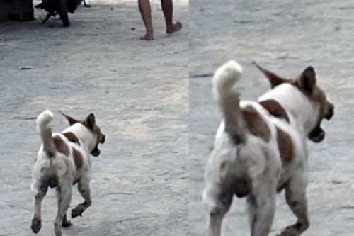 Bé trai 3 tuổi bị chó cắn nhập viện khi vào làng biển xem bích họa