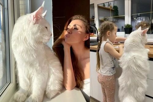 Kinh ngạc: Chú mèo khổng lồ cao bằng đứa trẻ 4 tuổi