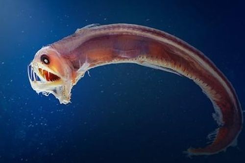 Giật mình loạt sinh vật 'ngoài hành tinh' náu mình dưới đáy biển