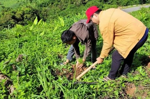 Kon Tum: Nan giải bài toán trồng rừng ở huyện nghèo Tu Mơ Rông