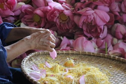Đưa sản phẩm OCOP Nghệ An thành sản phẩm phục vụ du lịch