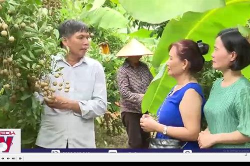 Hấp dẫn tour trải nghiệm vườn nhãn ở Hưng Yên