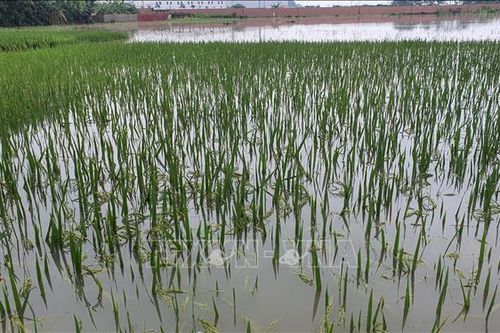 Mưa lớn làm hàng trăm ha lúa Hè Thu ở Đắk Lắk bị ngập