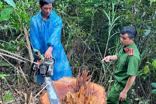 Lâm Đồng: Khởi tố nhóm đối tượng khai thác gỗ trái phép