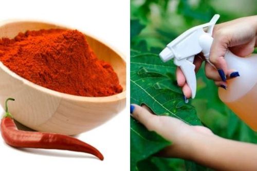 Tưới vài giọt này lên cây, sâu bọ nào cũng không dám tới cắn hoa