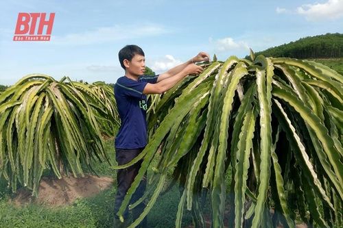 Phát triển nông nghiệp an toàn - hướng đi ở Như Thanh