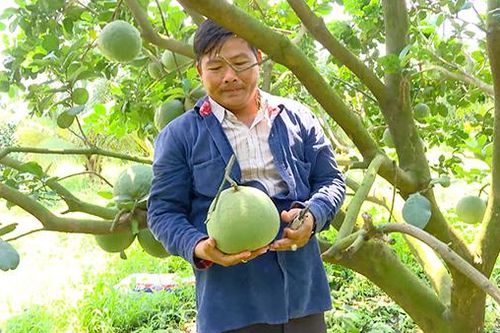 Trồng bưởi hữu cơ: Lợi đơn, lợi kép