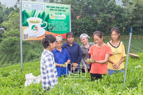 Sản xuất chè ở làng nghề Đông Thắng