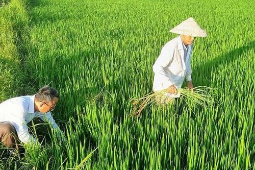 Để vụ lúa hè thu thắng lợi