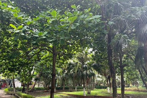 Không gian xanh, góc làm việc xanh tại Supe Lâm Thao