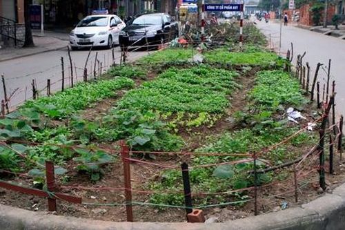 Đừng biến dải phân cách thành 'vườn rau'