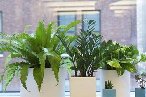 Những thứ đặt ở cửa sổ hút tài lộc, chiêu quý nhân, mang lại bình an may mắn cho cả nhà