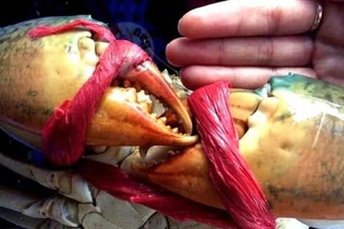 Mẹo chọn cua biển ngon mà người làm nội trợ cần biết