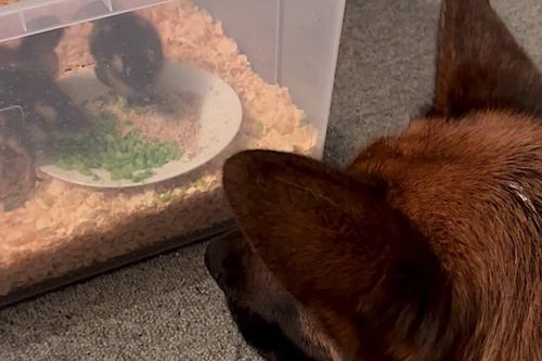 Chú chó chăn cừu bảo vệ đàn vịt con bị bỏ rơi