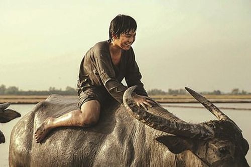 Phim Việt trở lại 'đường đua'