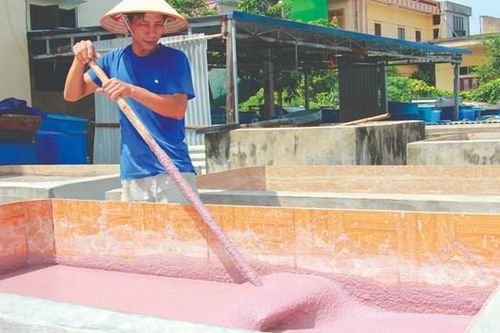 Làng nghề nước mắm trăm năm