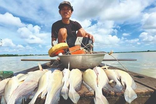 Săn cá sủ sông Tiền