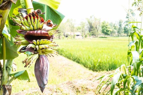Bắp chuối đầu mùa