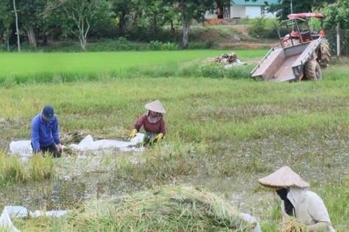 Mưa lớn, vỡ đê, người dân vật lộn cứu hơn 750 ha lúa đang chín
