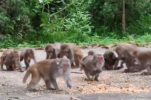 Ngôi chùa đặc biệt ở Thanh Hóa, mỗi ngày có đàn khỉ hoang rủ nhau về
