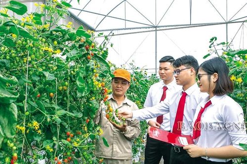 Nông dân Bắc Ninh làm chủ công nghệ số