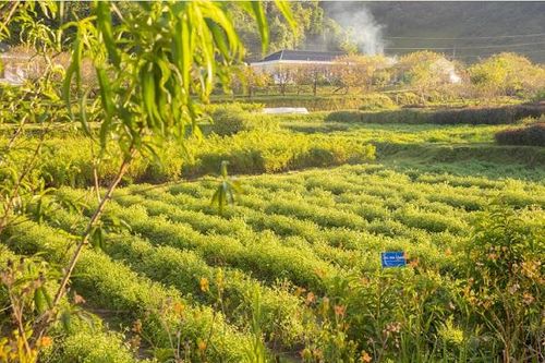 Nhiều quy định được điều chỉnh, 'cởi trói' cho doanh nghiệp trồng dược liệu