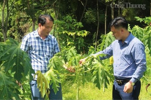 Thanh Hóa: Trồng cây dược liệu, hướng đi mới giúp đồng bào dân tộc xóa đói, giảm nghèo