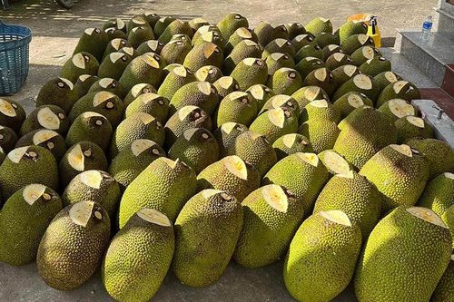 Giá mít Thái hôm nay ngày 30/7/2023: Giữ ổn định, nhà vườn thu lợi cao