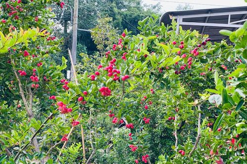 Rực rỡ sắc màu si rô mùa hạ
