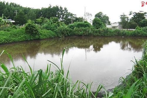 Bị phạt chưa chấp hành xong, lại để nước thải chăn nuôi tràn ra suối