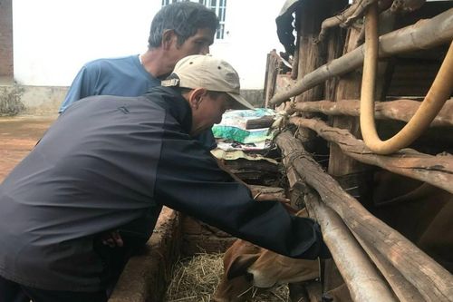 Tăng tốc tiêm phòng vắc xin cho đàn gia súc