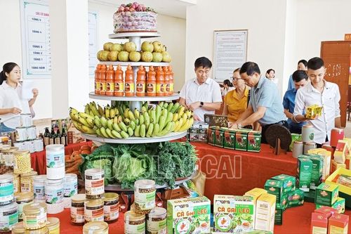 Liên kết sản xuất gắn với tiêu thụ nông sản
