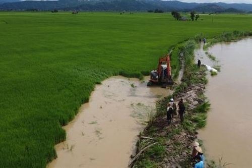 Vỡ đê bao, hàng nghìn ha lúa có nguy cơ bị ngập úng